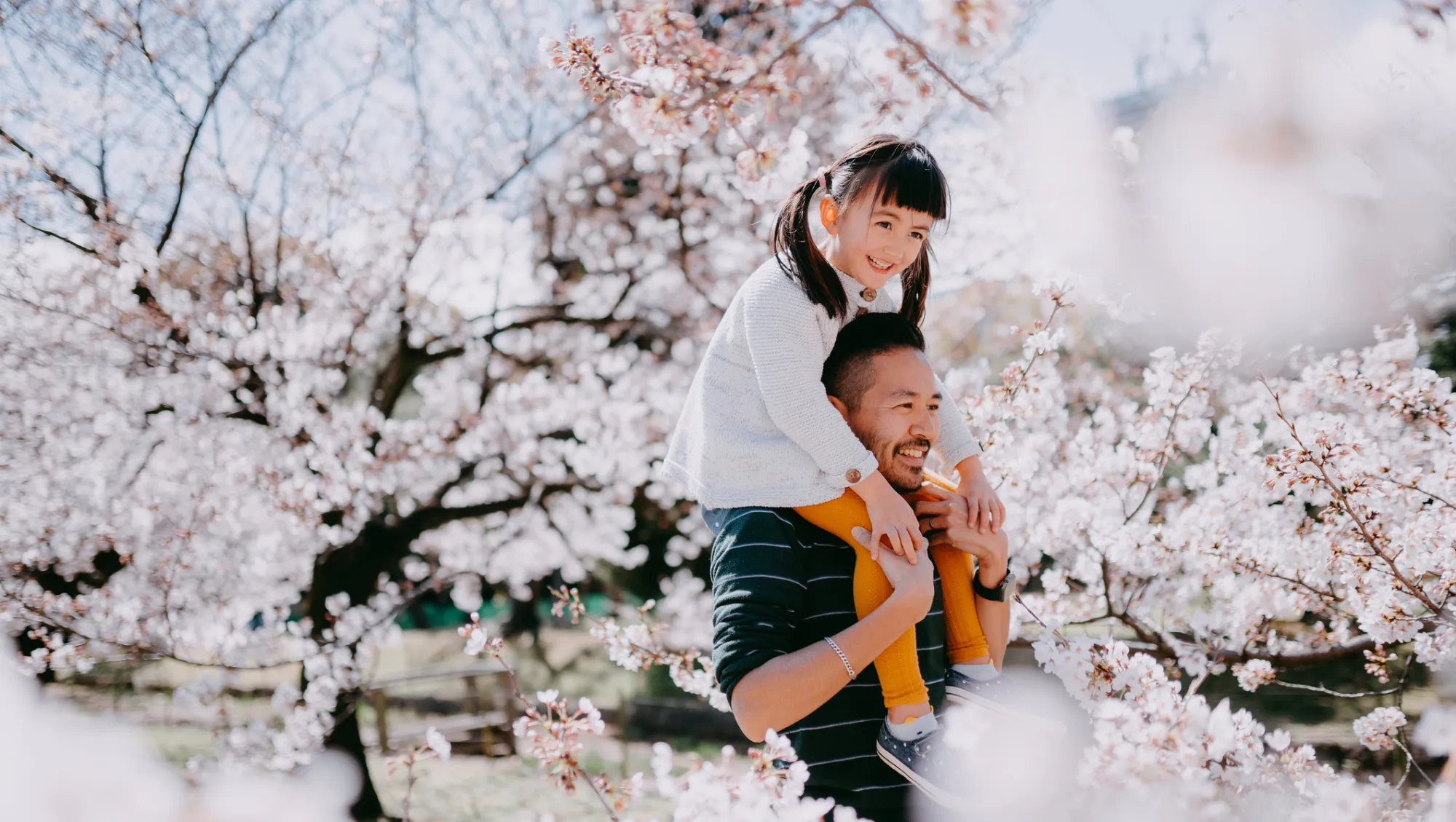 a father and daughter walk through cherry blossoms in Japan after asking, "Is travel insurance worth it?"