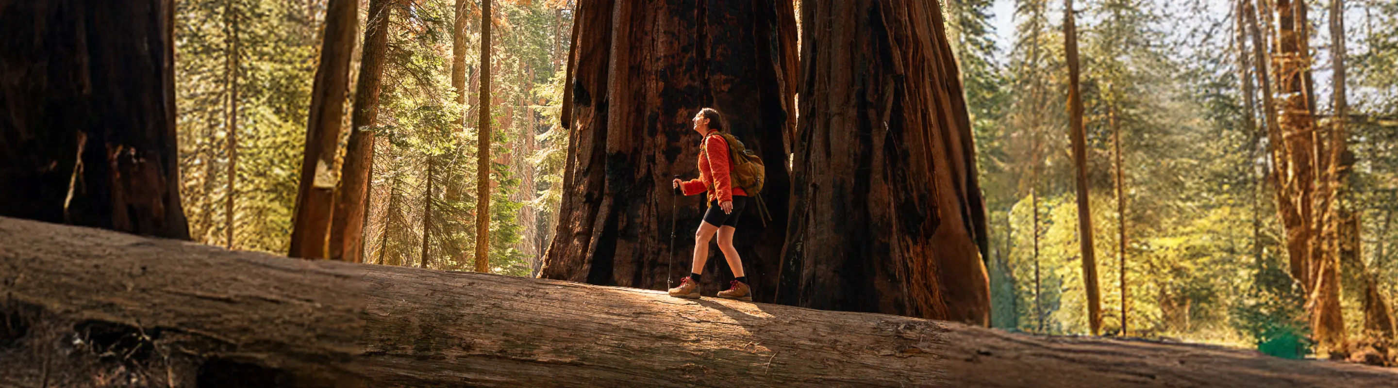 a woman wearing a red jacket hikes through a redwoods forest with travel insurance for California